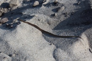 2011.11.05 - Barra de La Cruz (22)